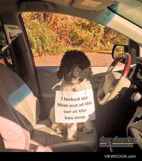 I swear I can drive!

Harry the mini labradoodle from Bedford,…