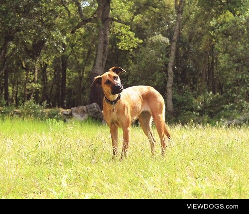 India, a German Shepherd/Cursinu mix, who is very happy to run…