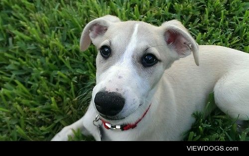 Indy the Whippet taking a break after playing.