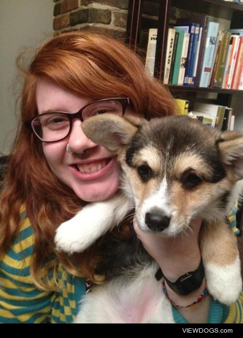 This is Ada, my Pembroke Welsh corgi at 4 months. She’s a…