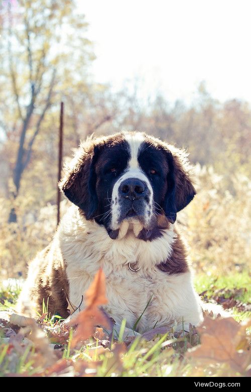 Saint Bernard / / Aga D