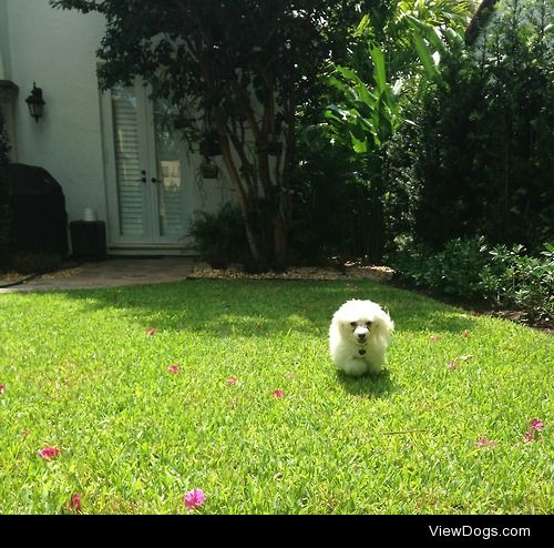 Pinky, a seven year old toy poodle who likes to run in circles