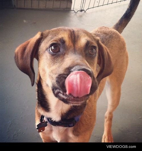 Dinnertime for Hamlet, boxer-beagle mix in Pittsburgh PA 