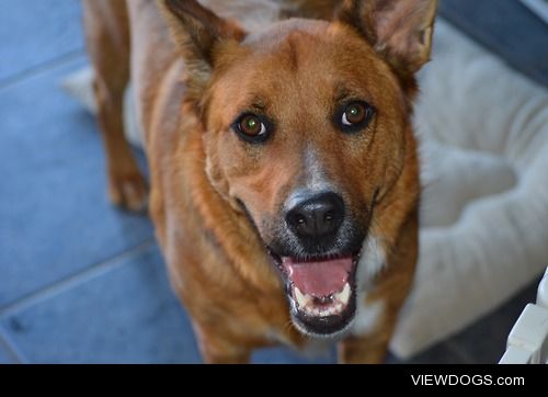 This is LB. He is a 2 year old German Shepherd/Chow mix.