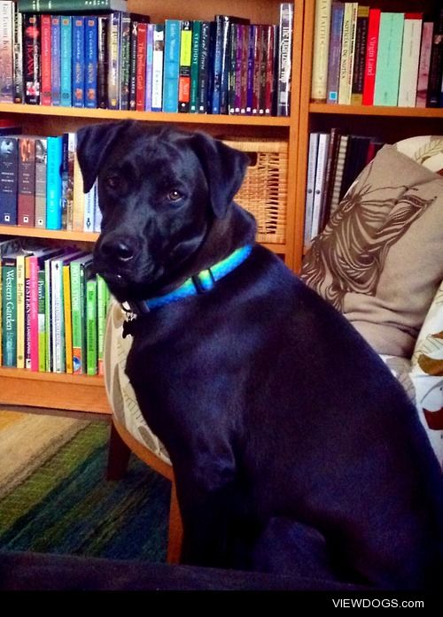 Handsome Samson says: “Welcome to my library”