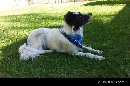 My Border Collie, Tahoe, sporting his new bandana. He’s such a…