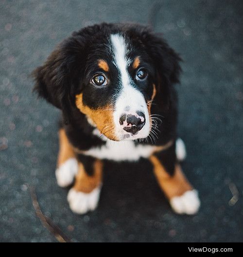 Puppy Eyes / / Lukas Piatek