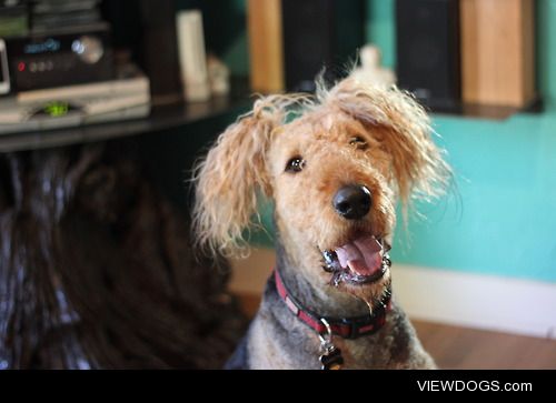 Meatball the Airedale got his new summer haircut. Follow his…