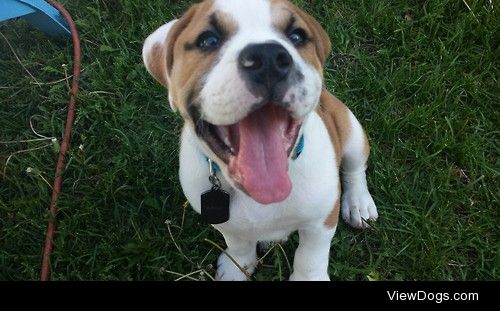 This is Bane, my goofy 4 month old mini bulldog puppy. He’s my…