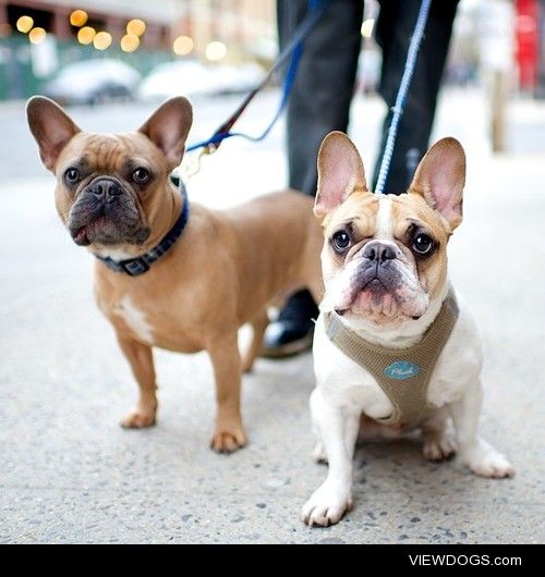 thedogist:

Neil Diamond & Hamilton, French Bulldogs, N 10th…