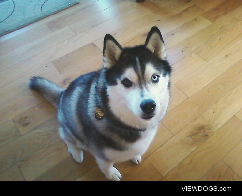 Female purebred Husky named Kiah :) I watched her last summer…