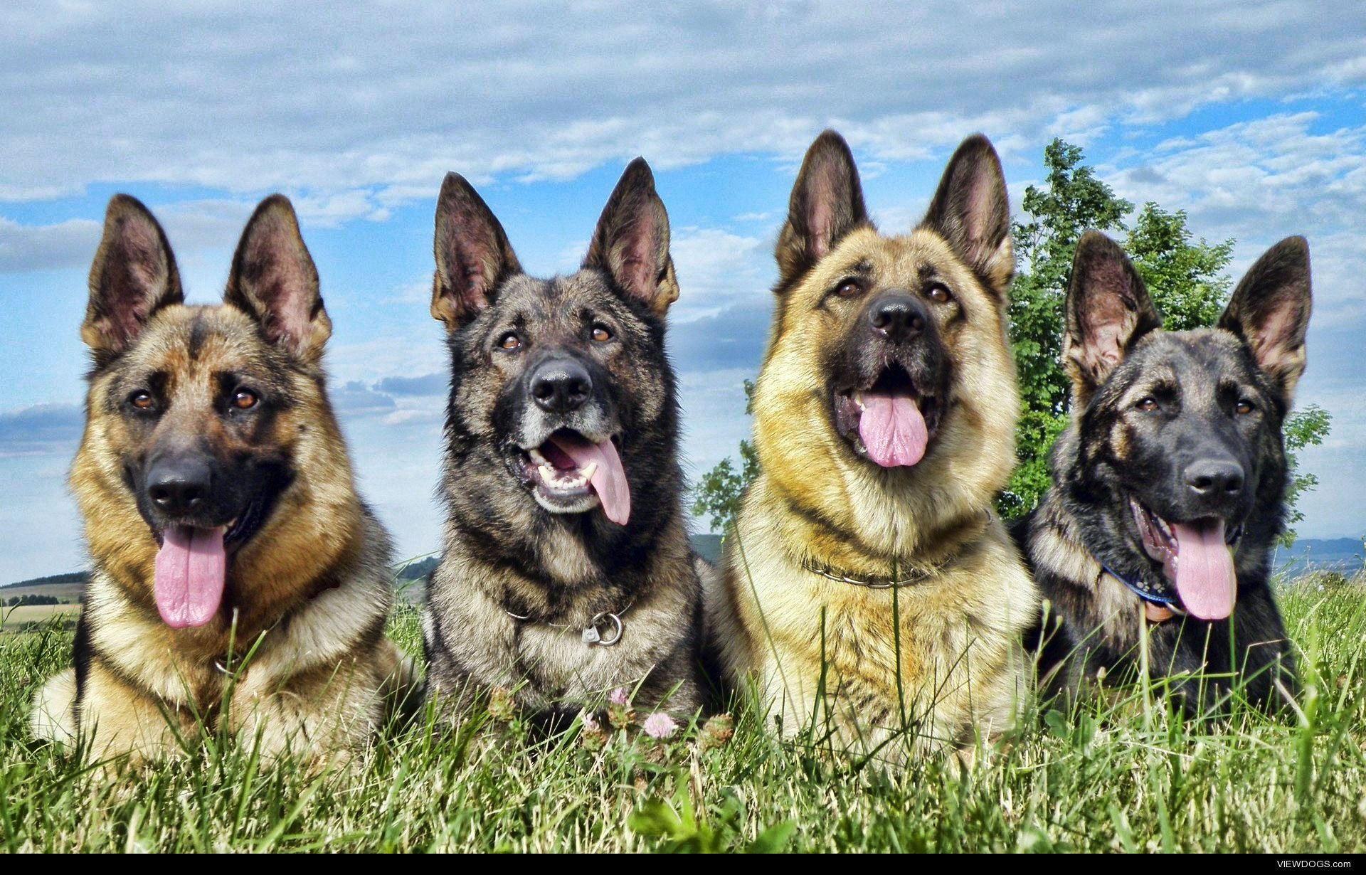 species of german shepherd