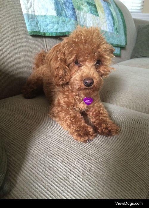 Toby the Cavapoo at 8 months