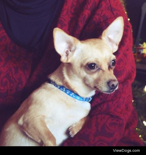 Waffles in his Christmas portrait