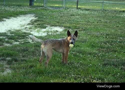 Nova the Australian Cattle Dog