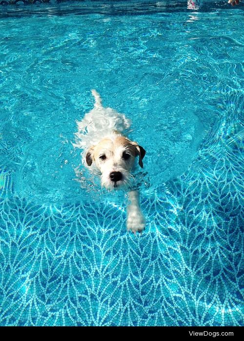 Chip love/hates swimming. 