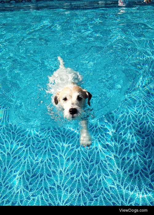 Chip love/hates swimming. 