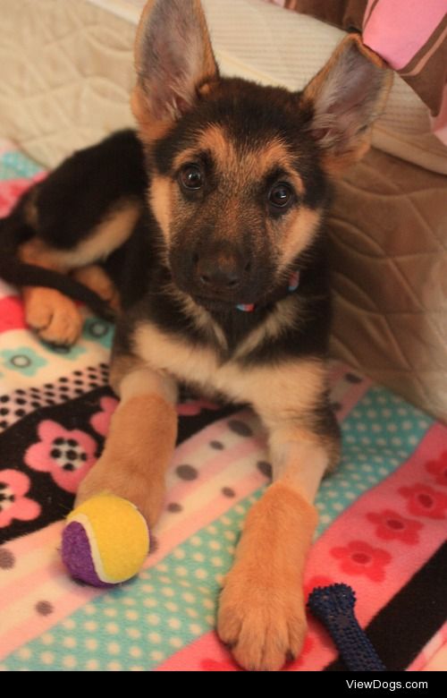 This is Luna, my 9 week old German shepherd puppy. You can…