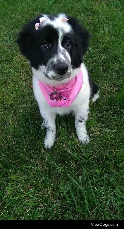 This is Mya my 3 month old B Collie X Heeler