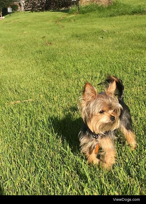 This is my pup Coco. She takes too many naps and her breath…