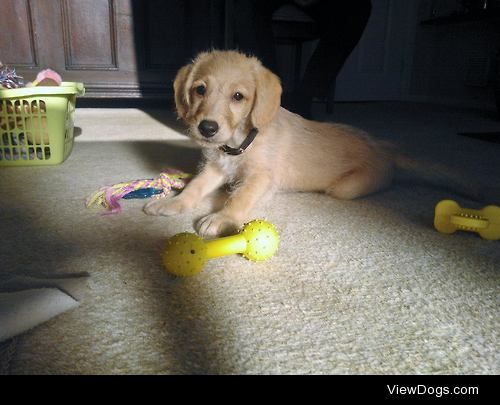 My Gran’s labradoodle, Henry, when he was just a pup!