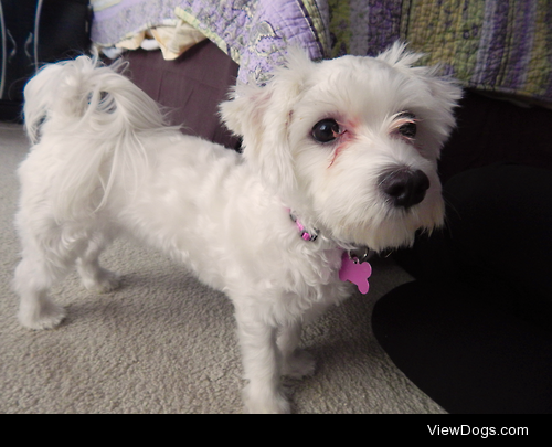 this is belle, she’s a maltese who likes naps and thinking shes…