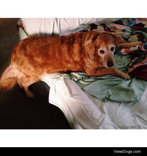 This is my 5 year old Golden Retriever/Lab mix. She’s the queen…