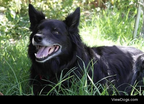 Wiggy 
Border Collie x 