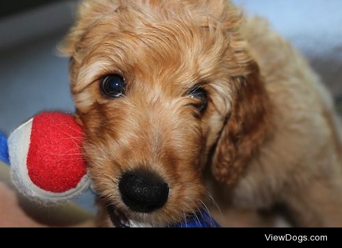 Simba the goldendoodle