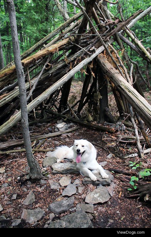 Charlie the pyranees mix at Clark’s Reservation in CNY! 