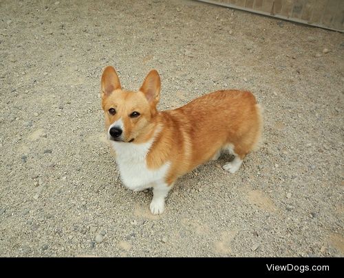 Copper, 1 year old Welsh Pembroke Corgi 
See more at…