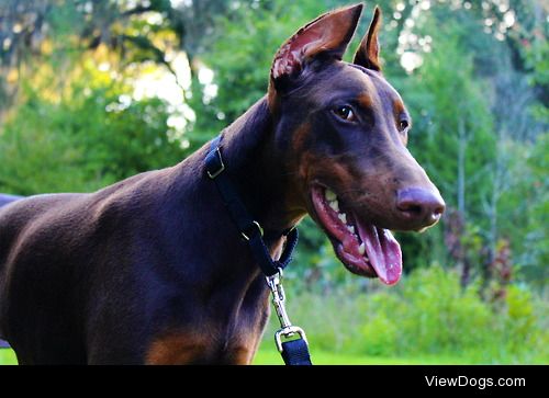 This is my puppy Kile! He’s a 6 month old red and rust Doberman.