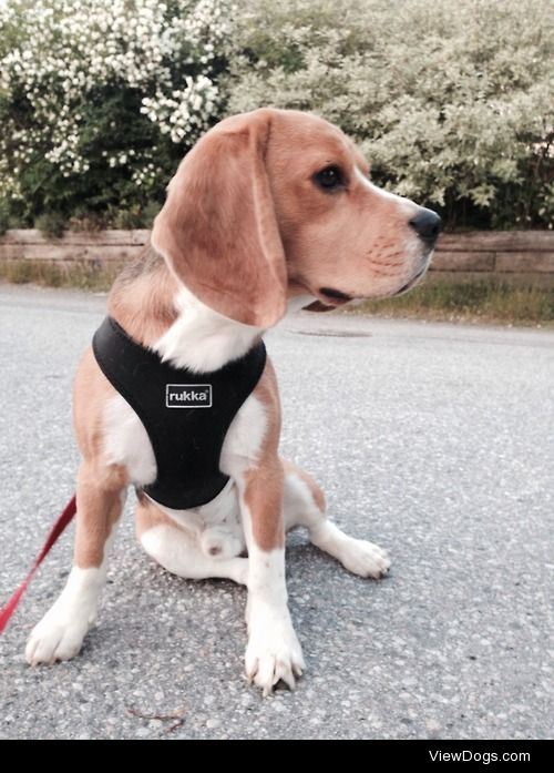 Say hello too Teemo, my 1 year old handsome beagle. 
He’s…