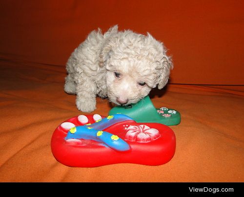 Discovering life! One of Joy´s puppies playing with a toy bigger…