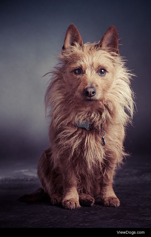 carmablues / / Australian Terrier