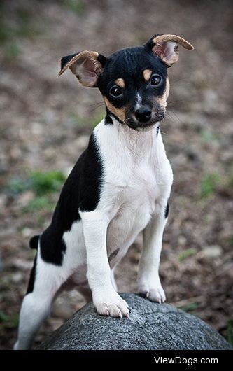 6 Breeds Originating from America
{x}Rat Terrier{x}Australian…