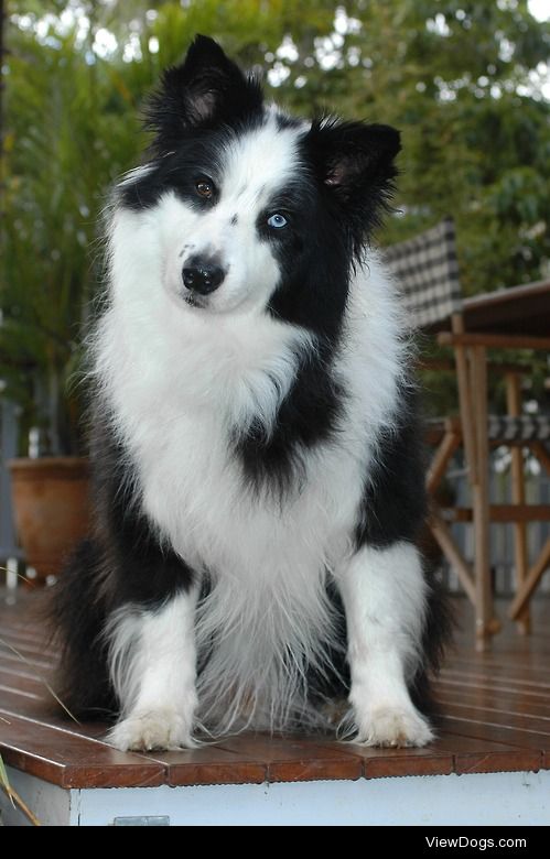 3 year old Border Collie Jake, Brisbane Australia.