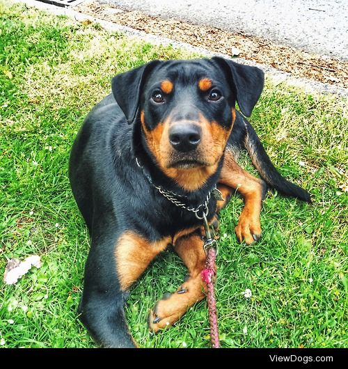 My sweet little Betsy, a rottie/yellow lab cross, at 11 months…