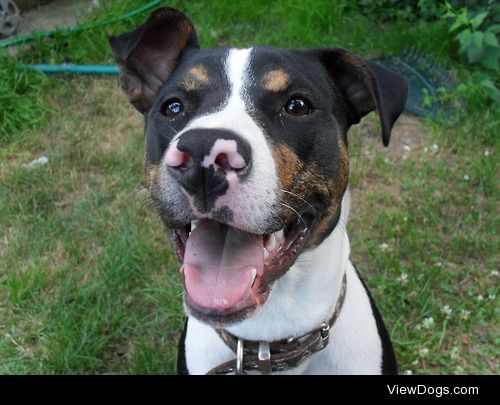 Honey the American Pit Bull Terrier