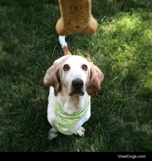 Fred, my sweet 13-year old basset hound, waiting for a treat. 