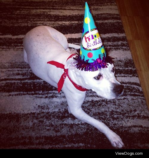 It’s my oh so vicious pit bull’s birthday! 