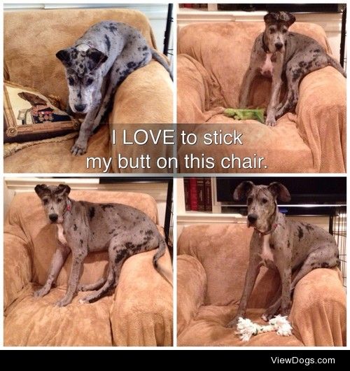 Not armchair… BUTTchair

Ruby is a Great Dane puppy who – for…