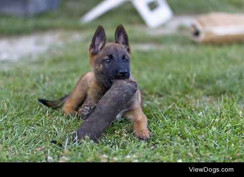 Gioia the malinois / / Michael Di Minco