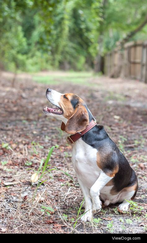 ashleymcadoo:

I just love my mini photo-sessions with my little…