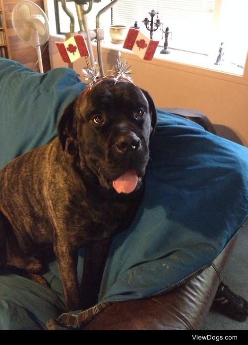 My English Mastiff Murphy celebrated Canada Day