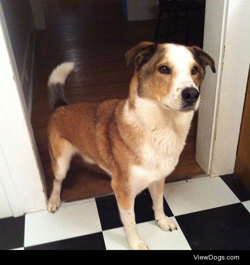 Benny. Age 6. husky/lab mix.