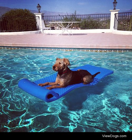 He really loves the pool! Follow on instagram…