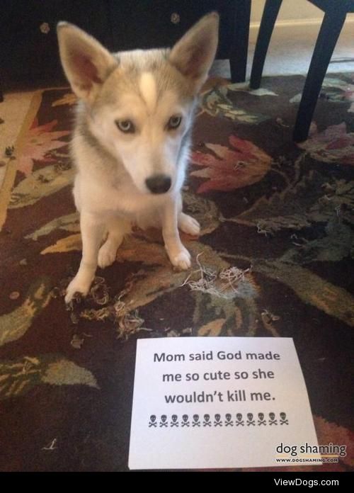 A digging fool

Mom said God made me so cute so she…