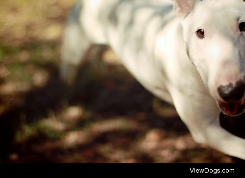 Bull Terrier / / Ryan Plunkett