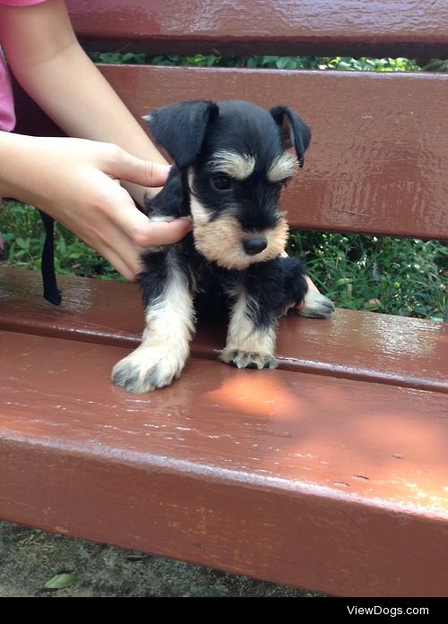 Otto, miniature schnauzer, at 8 weeks old